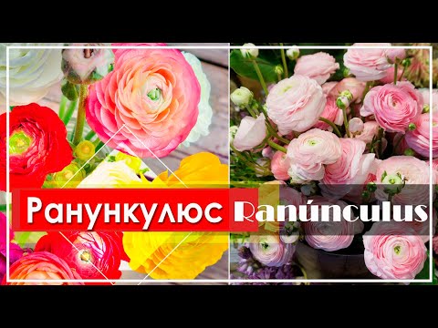 Видео: Ранункулюс - Ranunculus / Самый КРАСИВЫЙ и НЕЖНЫЙ Цветок во всем мире ЛЮТИК Альпийский