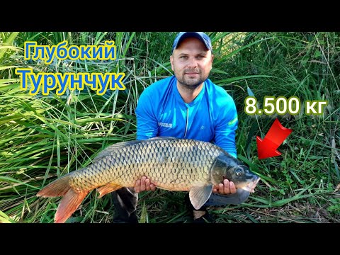 Видео: Загадочный сазан: История моего первого трофея на реке Днестр "Глубокий Турунчук "