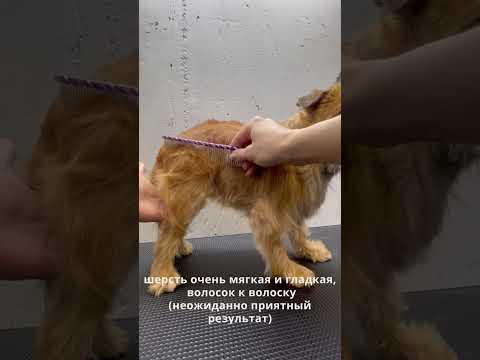 Видео: Способен ли шампунь 2 в 1 дать результат грумеру - тестируем с Дарьей Пашинской