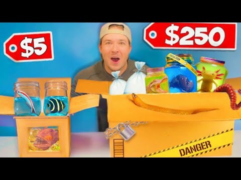 Видео: Я Купил Секретные Коробки За 5$ VS 250$ С Живыми Морскими Существами