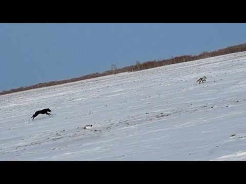 Видео: ОХОТА НА ЛИСУ С ТАЗЫ / ТАЗЫМЕН ТҮЛКІ ҚУДЫҚ. #тазы #охота