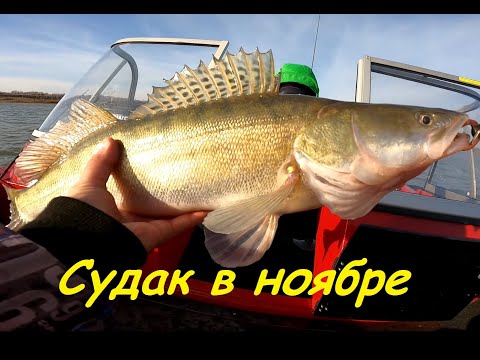 Видео: Судак в ноябре на реке Иртыш. Fishing for zander on the Siberian river