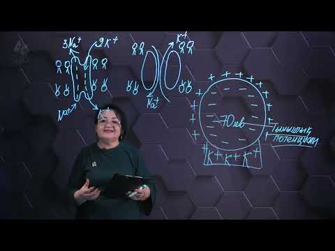 Видео: Мембраналық потенциал. Әрекет потенциалы. 1 бөлім. 10 сынып.
