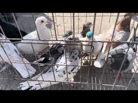 Видео: 😱ДАХШАТ КЎРИНГ! ЖИЗЗАХ КАБУТАР БОЗОРИ.🕊️ 07.09.2025 йил.
