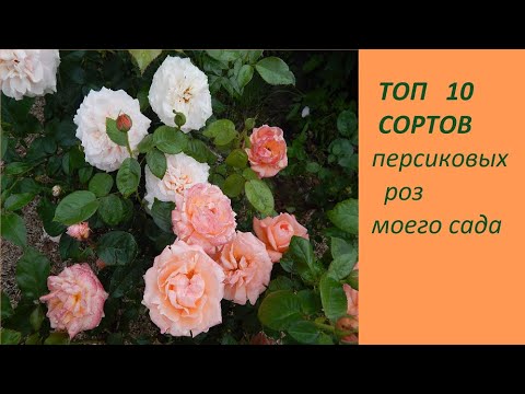 Видео: 🌹ТОП 10 СОРТОВ ПЕРСИКОВЫХ РОЗ🌹