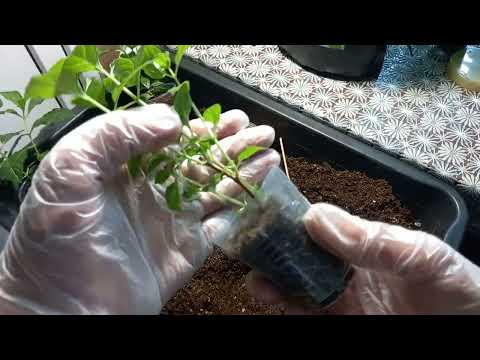 Видео: Как я переваливаю метельчатые гортензии!