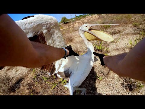 Видео: Пеликан с поврежденным крылом: история его спасения