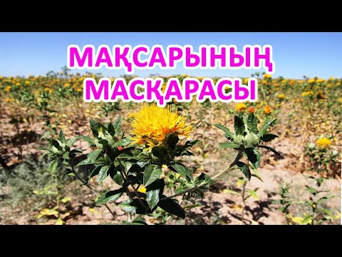 Видео: МАҚСАРЫНЫҢ МАСҚАРАСЫ