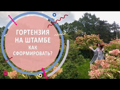 Видео: Гортензия на штамбе | Выращивание, формирование