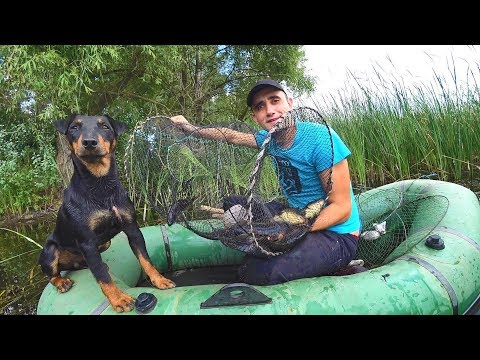 Видео: Ловушка на карпов. Проверка секретное болото.Жареный карп.