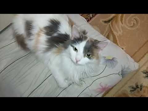 Видео: НАШ" ПУМ"!🤣😺КТО ПОЗНАЛ ХОЛОД,ЦЕНИТ ТЕПЛО!💞❄️🌞НАШЕ НОУ-ХАУ!💡