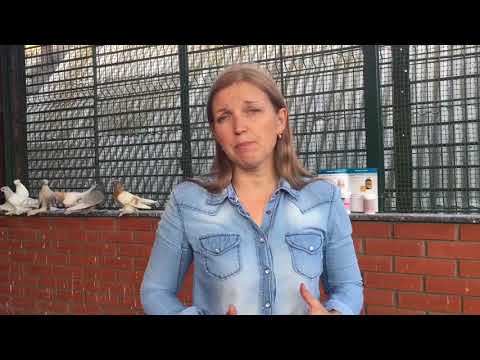 Видео: Лечение и профилактика голубей от орнитоза