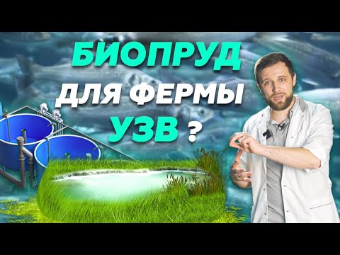 Видео: Что такое БИОПРУД на ФЕРМЕ УЗВ и как ПРАВИЛЬНО ЕГО ПОСЧИТАТЬ? | Бизнес ИДЕИ