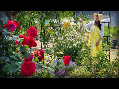 Видео: #90. Приветствую новый сезон моего сада — лето.🌸