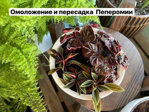 Видео: Омоложение и пересадка пеперомии 🪴