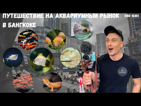 Видео: ПУТЕШЕСТВИЕ НА АКВАРИУМНЫЙ РЫНОК ЧАТУЧАК В БАНГКОКЕ | AQUARIUM MARKET CHATUCHAK IN BANGKOK