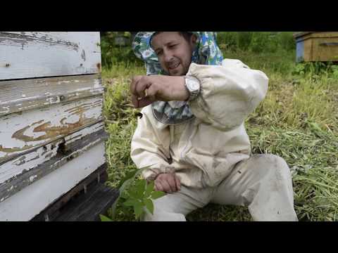 Видео: Один из способов содержания среднерусской пчелы - расширение гнезд под низ.