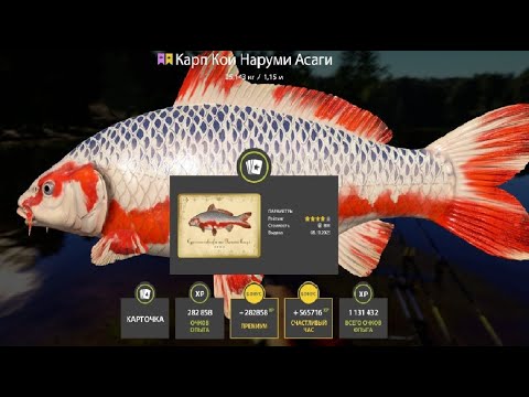 Видео: ПРОВЕРЯЕМ ФАРМ СЕРЕБРА и КОИ на МЕДНОМ и ЗА ОСЕТРАМИ на АХТУБУ и ТУНГУСКУ РУССКАЯ РЫБАЛКА 4 РР4