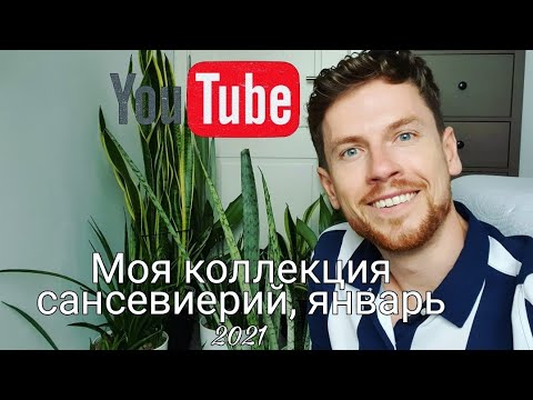 Видео: Моя полная коллекция сансевиерий 30+ растений. январь 2021