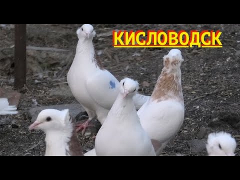 Видео: Голуби Авакова Артура в Кисловодске! 25г