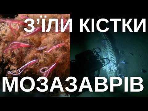 Видео: Черв'яки-зомбі Osedaх: як вони їдять кістки?