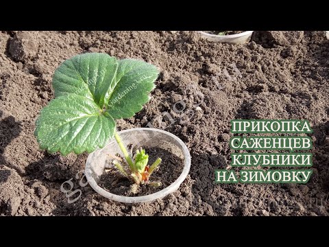 Видео: 🍓Прикапываем саженцы клубники на зимовку Как сохранить саженцы до весны