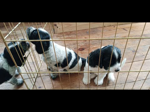 Видео: Щенки русского спаниеля 20-30 дней