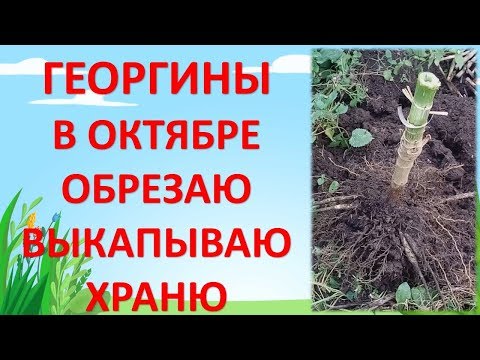 Видео: КОГДА ВЫКАПЫВАТЬ И КАК ХРАНИТЬ ГЕОРГИНЫ. Как выращивать георгины. Выращивание георгин. Далия.