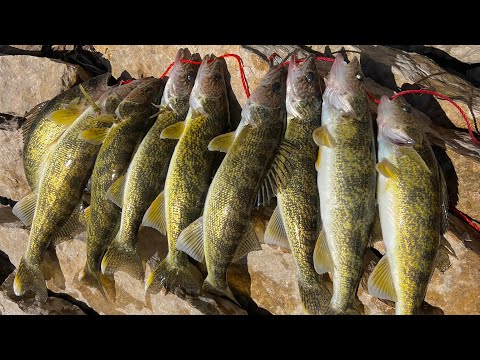 Видео: Ловля судака на реке Айова (окно сумасшедшего клёва!)