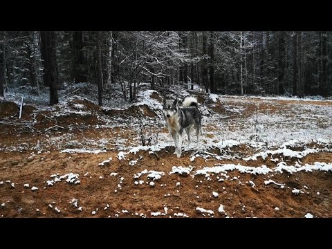 Видео: Охота  с лайками.Жизнь в тайге.Hunting with a dog.