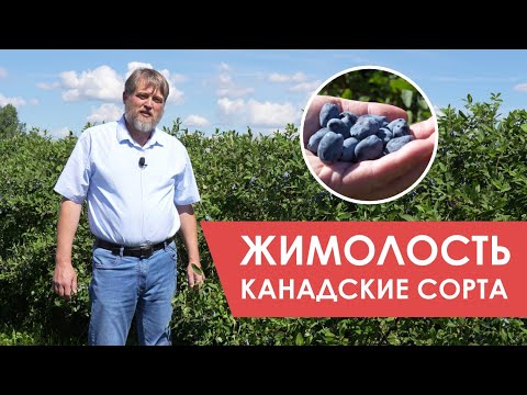 Видео: Канадские сорта жимолости. Промышленная плантация Экоферма "Шуйские ягоды"