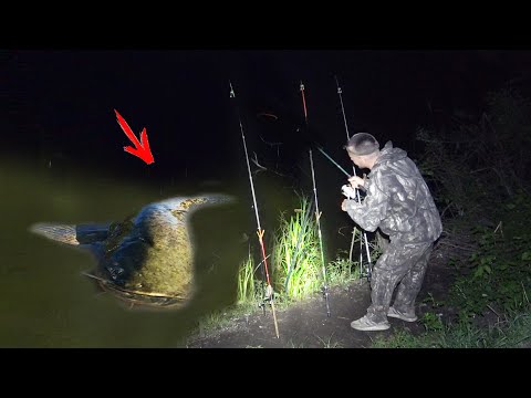 Видео: СОМ на ЖАРЕНОГО ВОРОБЬЯ!!! РЫБАЛКА на СОМА 100% СНАСТЬ на СОМА для НОВИЧКА