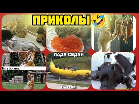 Видео: ты в жизни не лада седан смотри смешные картинки мемы котики приколы  🤣