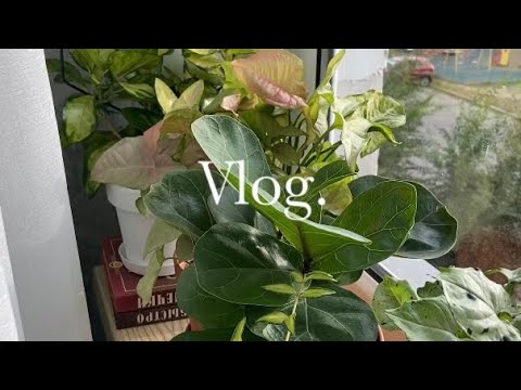 Видео: ВЛОГ 4 💚 Перестановка на подоконнике, обзор суккулентов, решетка для хой, разговоры 🌿✨