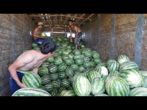 Видео: Чаро қимати тарбуз дар Тоҷикистон парвоз кард?