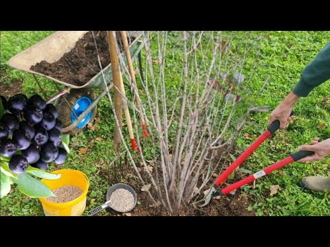 Видео: Обрезка и удобрение аронии! Когда и как это делается?