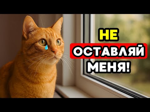 Видео: 90% хозяев делают ЭТО перед уходом… и КОШКИ страдают молча