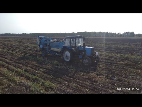 Видео: УБОРКА КАРТОФЕЛЯ 2021