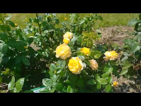 Видео: Срочно! В Центральном ботаническом саду в Минске неимоверная красота! Успеть увидеть! Июль 2025