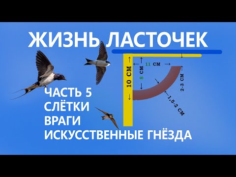 Видео: Жизнь ласточек #5/5. 🐤 Слётки. ✈ Миграции. 🐱 Враги. 🏠 Помощь