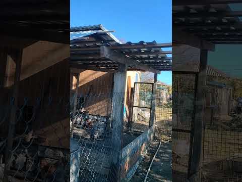 Видео: #курятник #куры #деньвдеревне #сельскоехозяйство #подпишись 