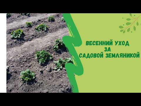 Видео: Весенний уход за садовой земляникой