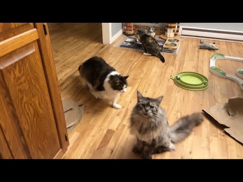 Видео: Кошки — эксперты в принятии решений 😲😸