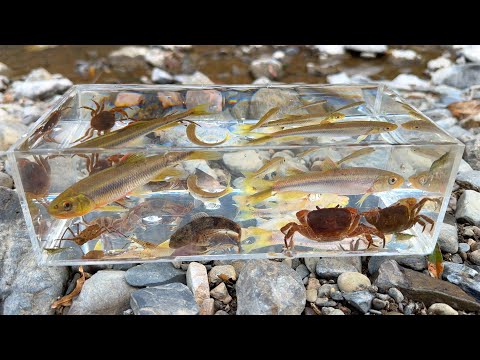 Видео: Поймайте и понаблюдайте за существами в холодных реках сельской Японии.
