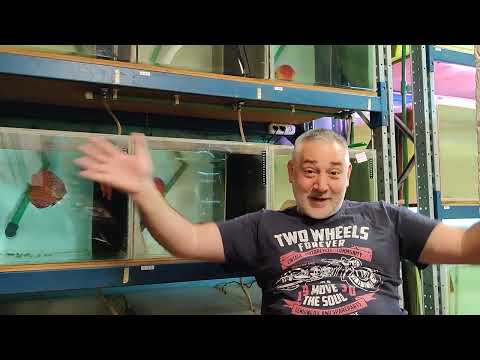 Видео: Кормление пар на нересте , Поддержание верного баланса гидрохимии воды .