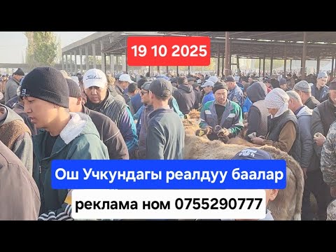 Видео: ОШ УЧКУН МАЛ БАЗАР 19 Октябрь 2025 жыл Сатылган уй жылкы бука торпоктор #базар #видео #рекомендации 