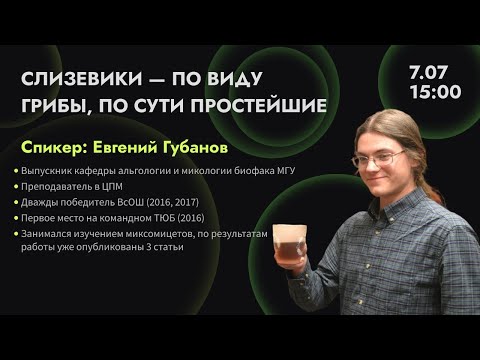 Видео: Слизевики - по виду грибы, по сути простейшие | Евгений Губанов
