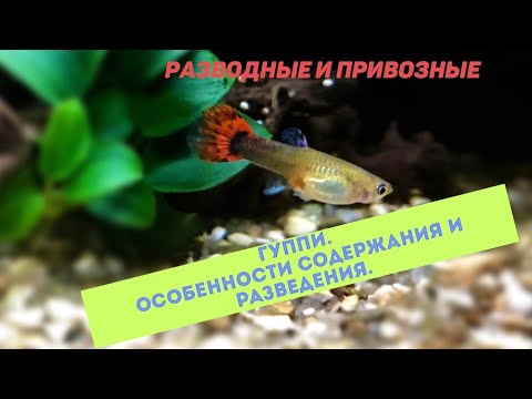 Видео: Содержание и разведение гуппи в аквариуме. Привозные и разводные. Порода и «дворняги». Совместимость