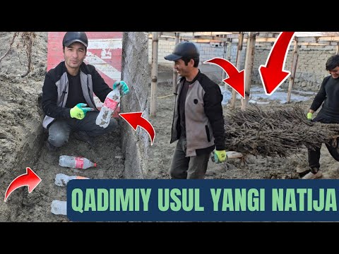 Видео: Қадимги боғбонлар усули – қаламча сақлашнинг унутилган сири!