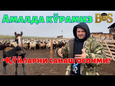 Видео: “Қўйларни қандай санаймиз ва белгилаймиз?”#рекомендация #чорвачилик #ферма #узбекистан #қишлоқ 
